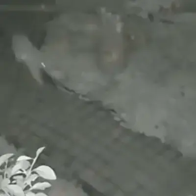 SonicGuard animacija